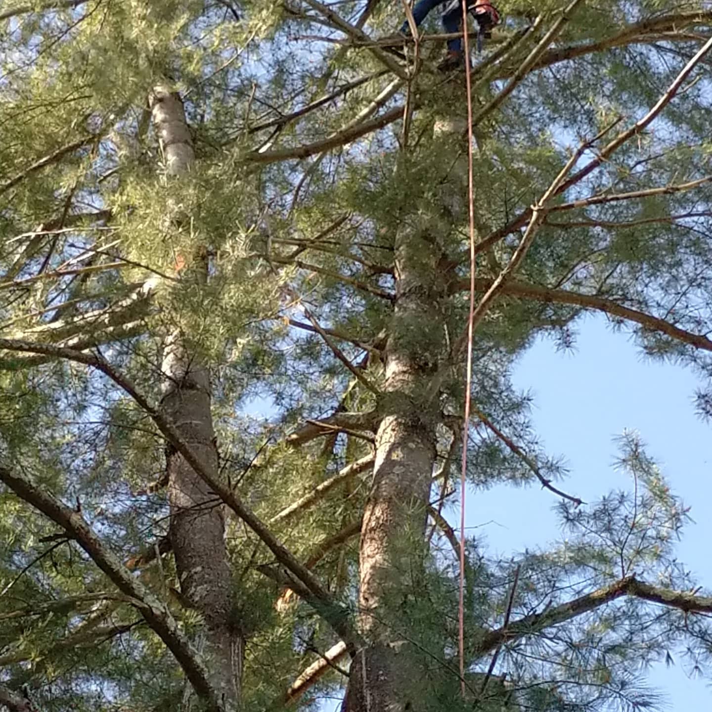 Climbing arborist secured to the trunk