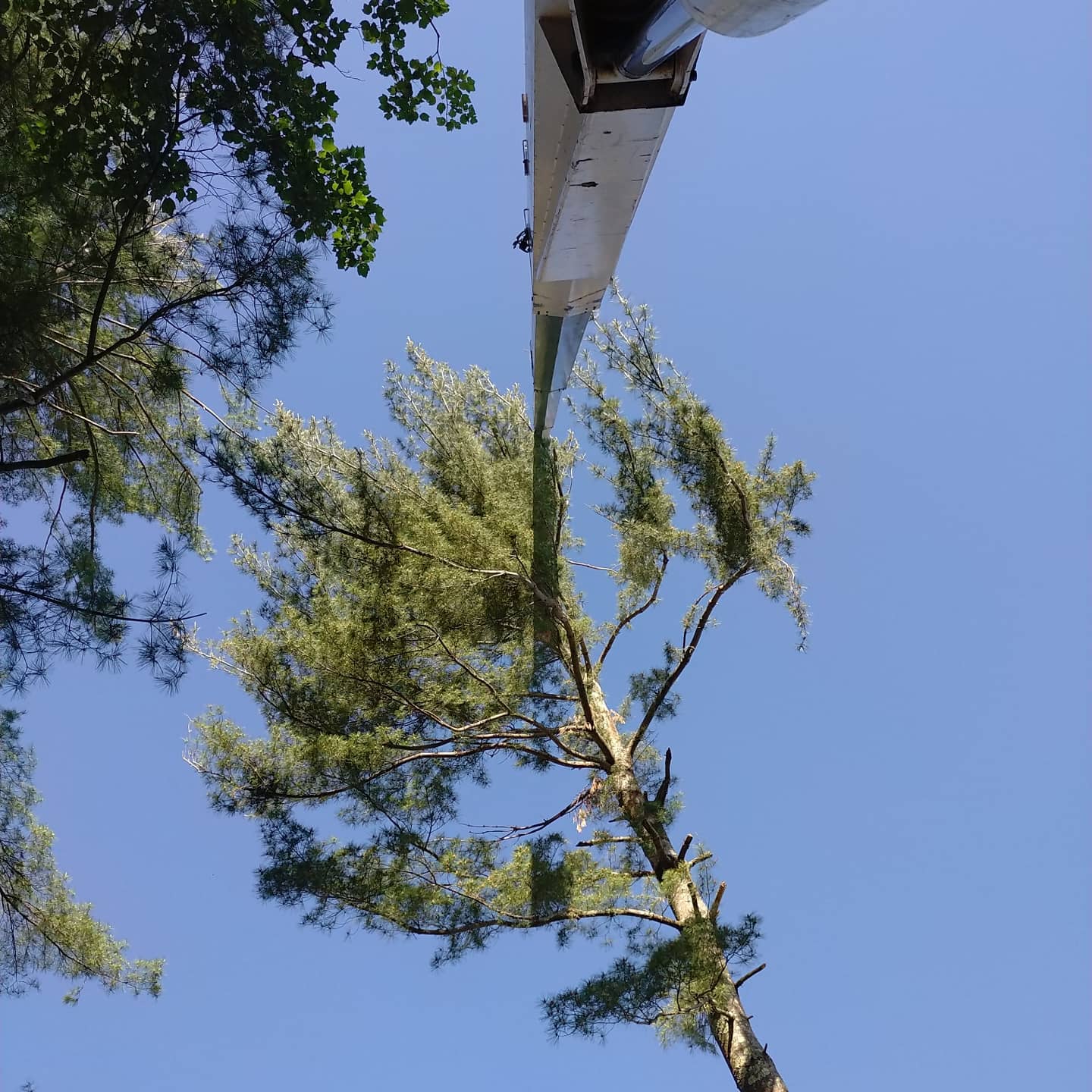 Aerial lift bucket beside a cut tree section