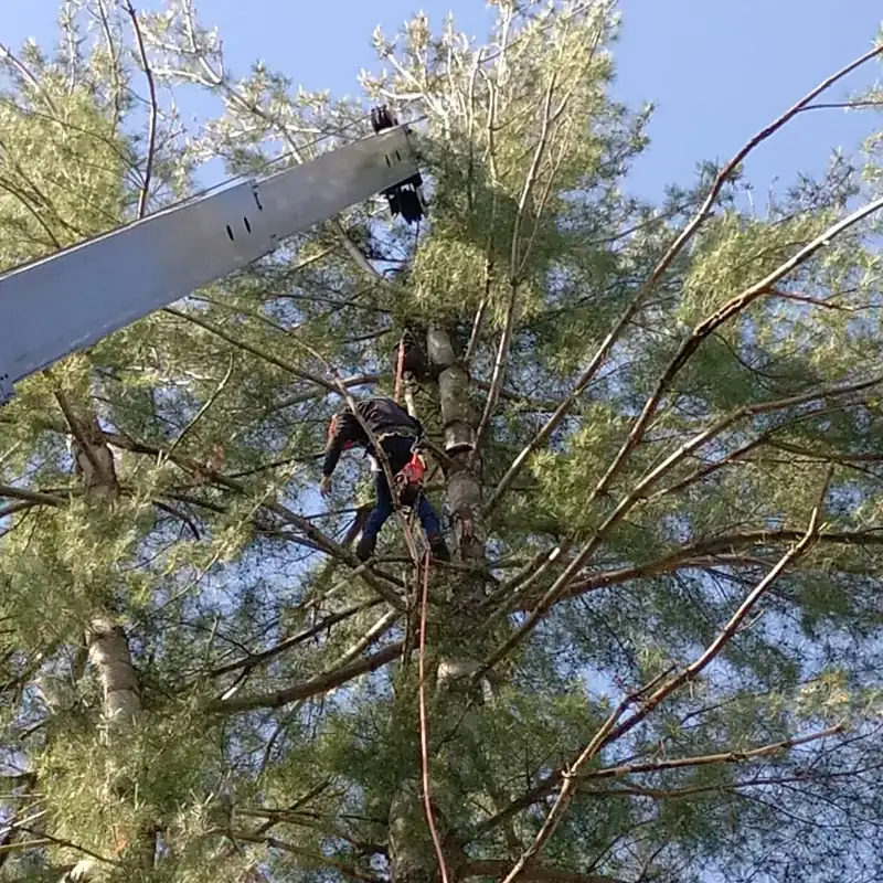 Climber and aerial lift working together in the canopy