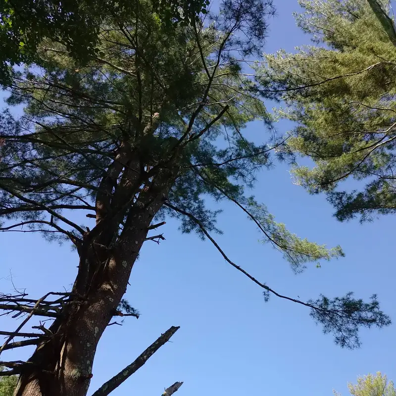 Fresh cut sections visible in a pine canopy