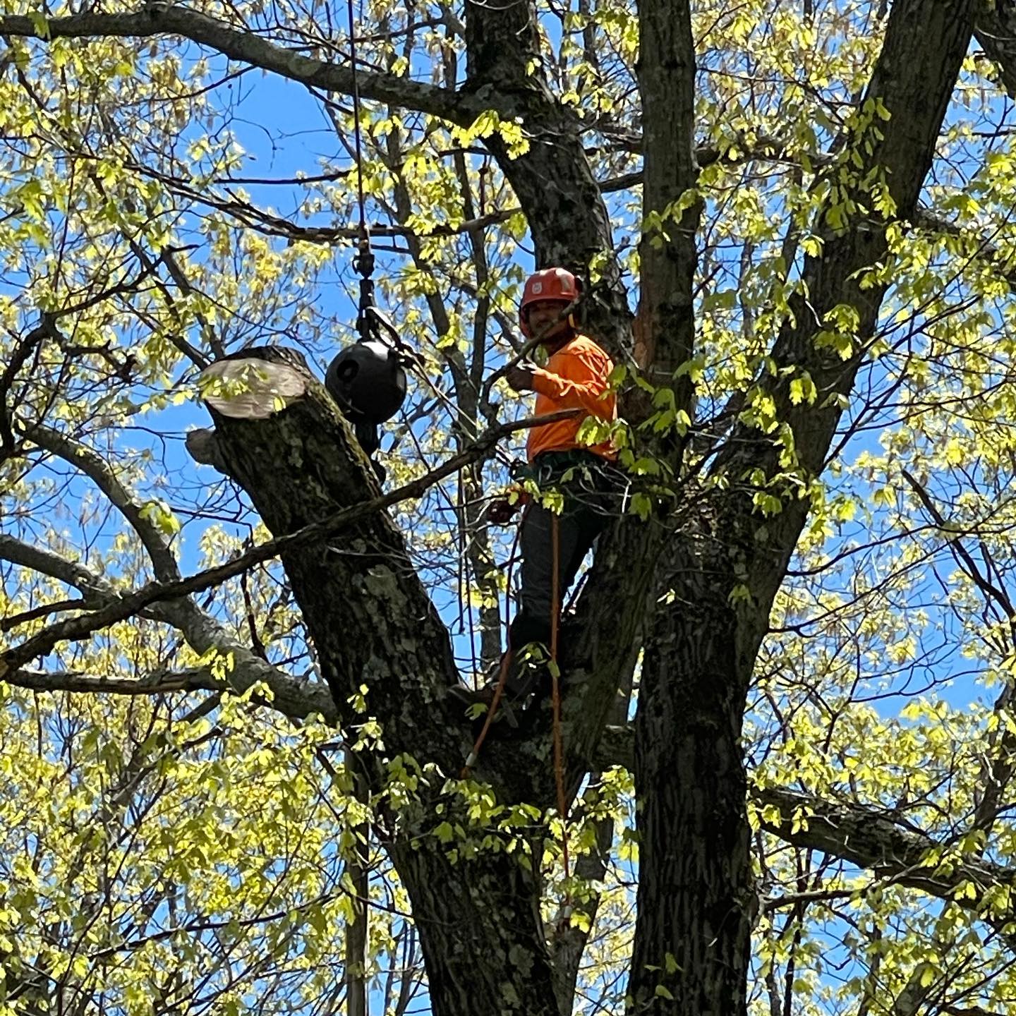 Two tree workers positioned within a large canopy