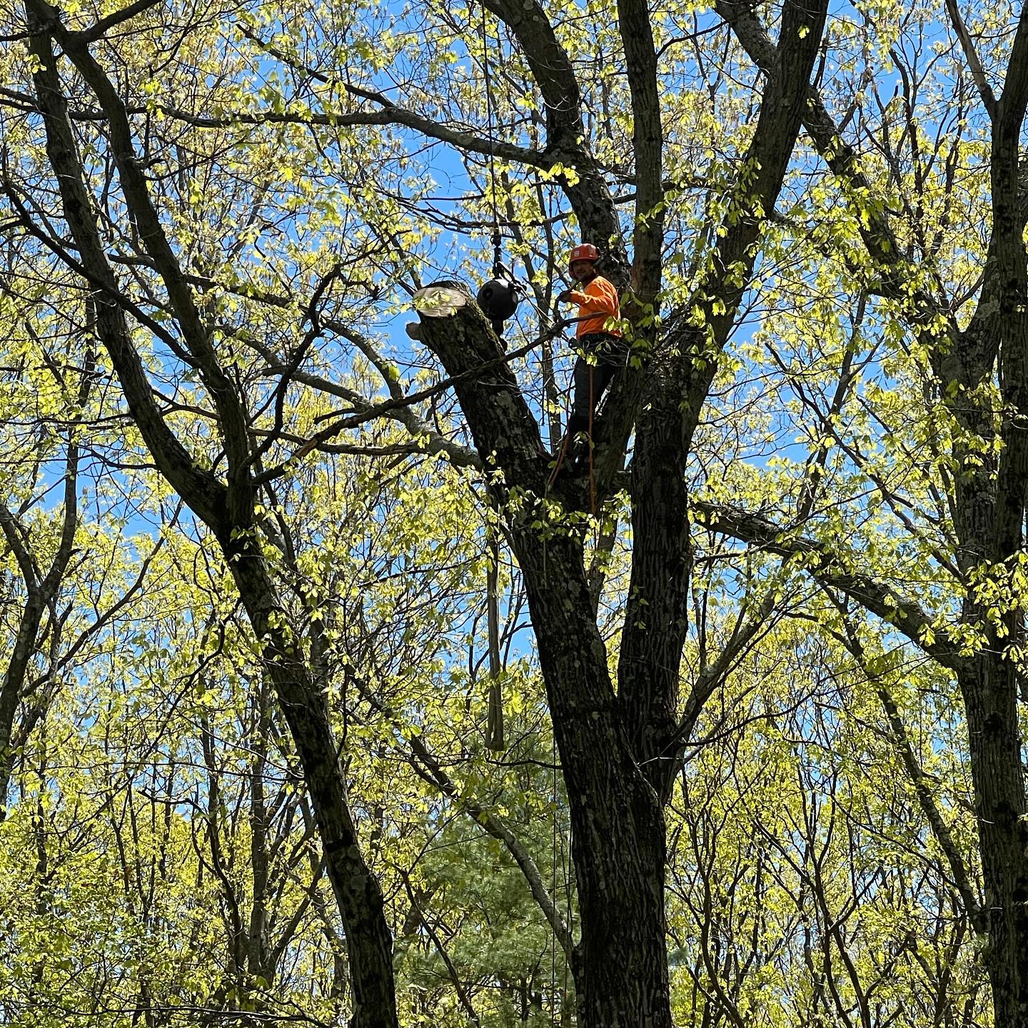 Climbers working in a broad mature tree