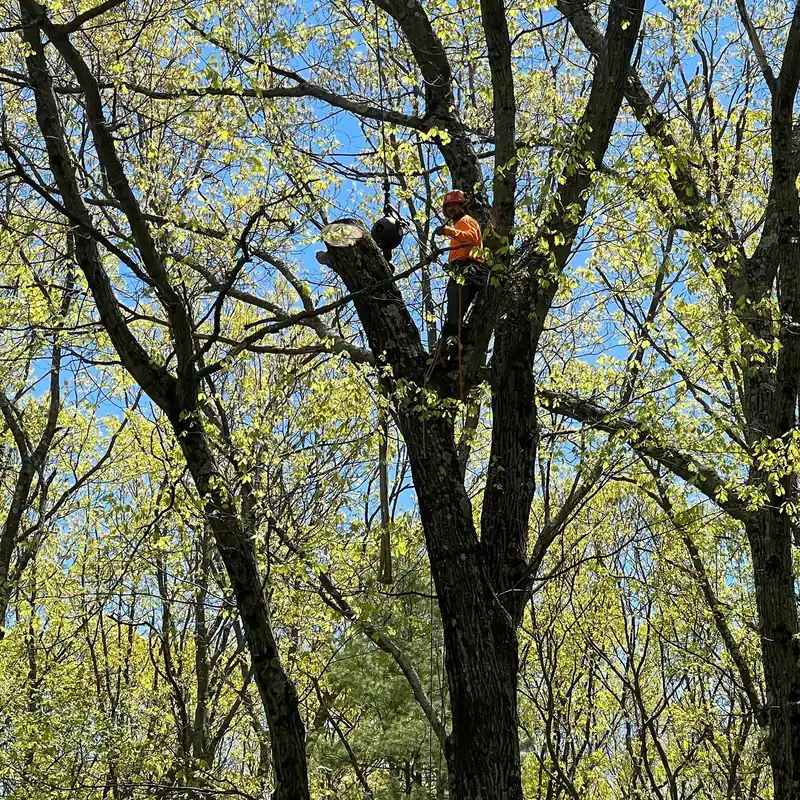 Climbers working in a broad mature tree