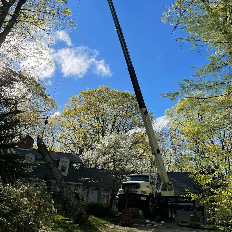 Crane set up beside a home for elevated tree work