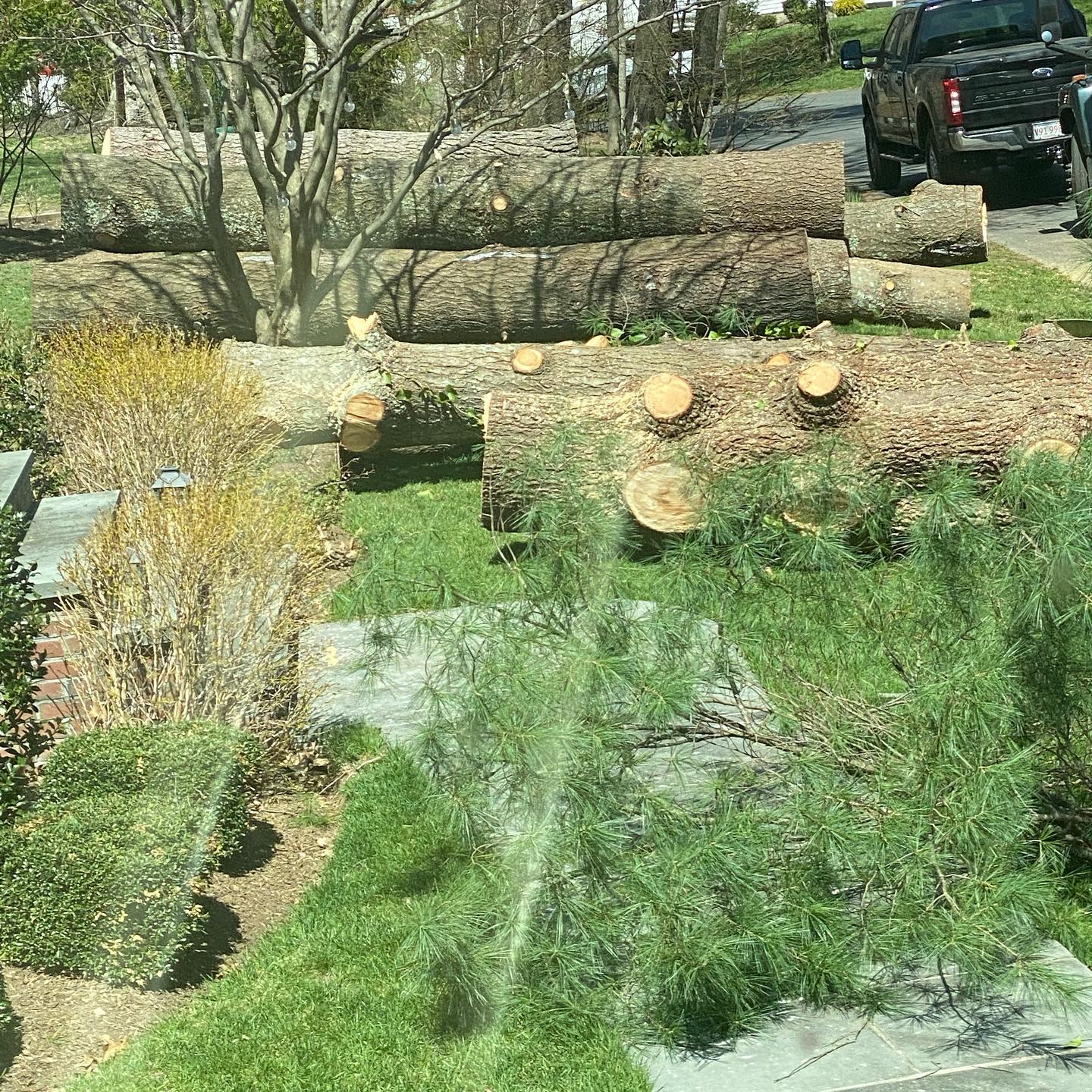 Large logs staged beside a wooded property