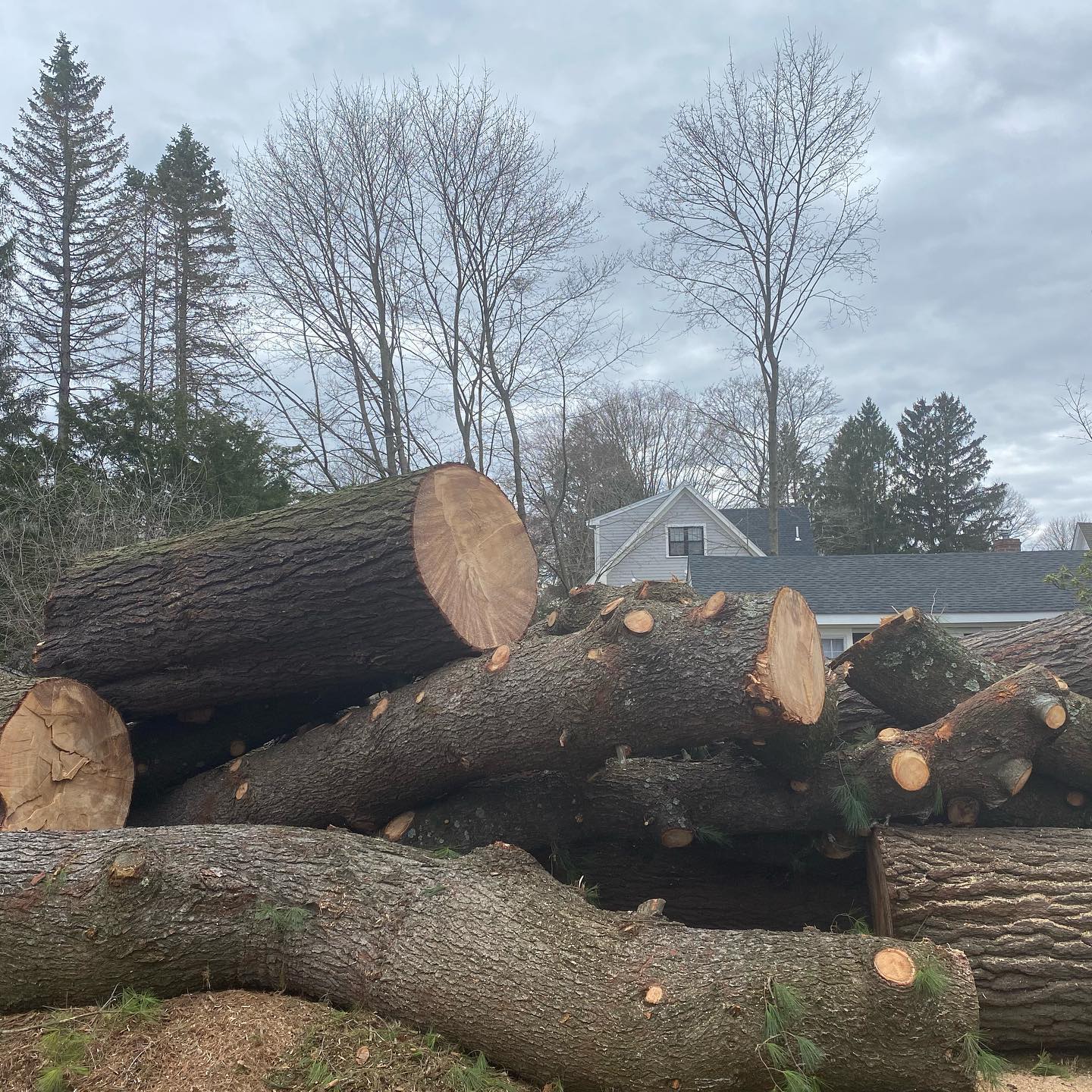 Cut trunk sections ready for hauling
