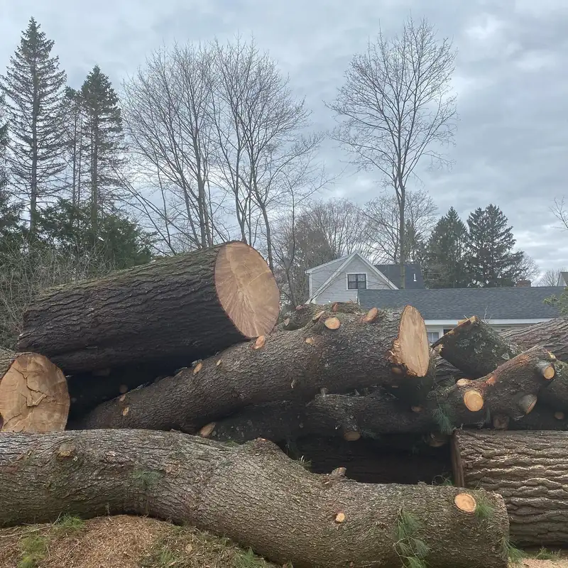Cut trunk sections ready for hauling