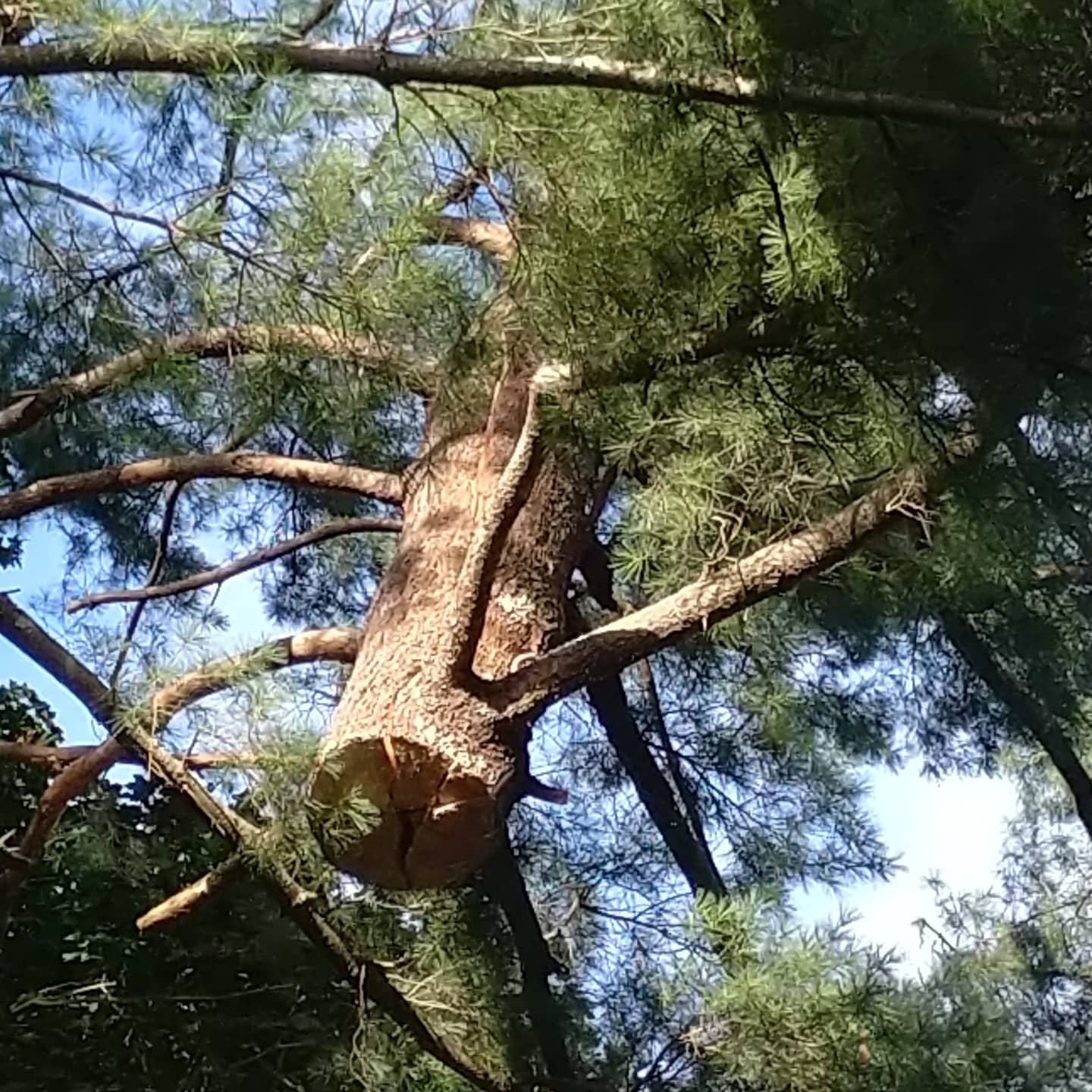 Close view of a damaged pine limb after cutting