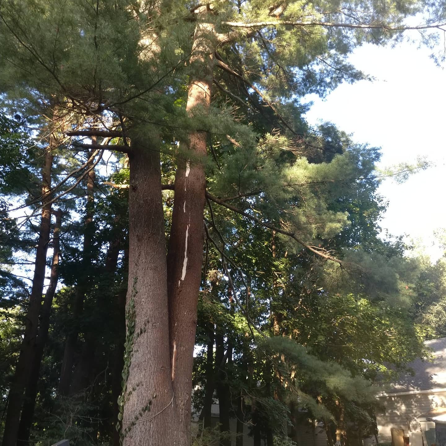 Tall pine trunks viewed from below