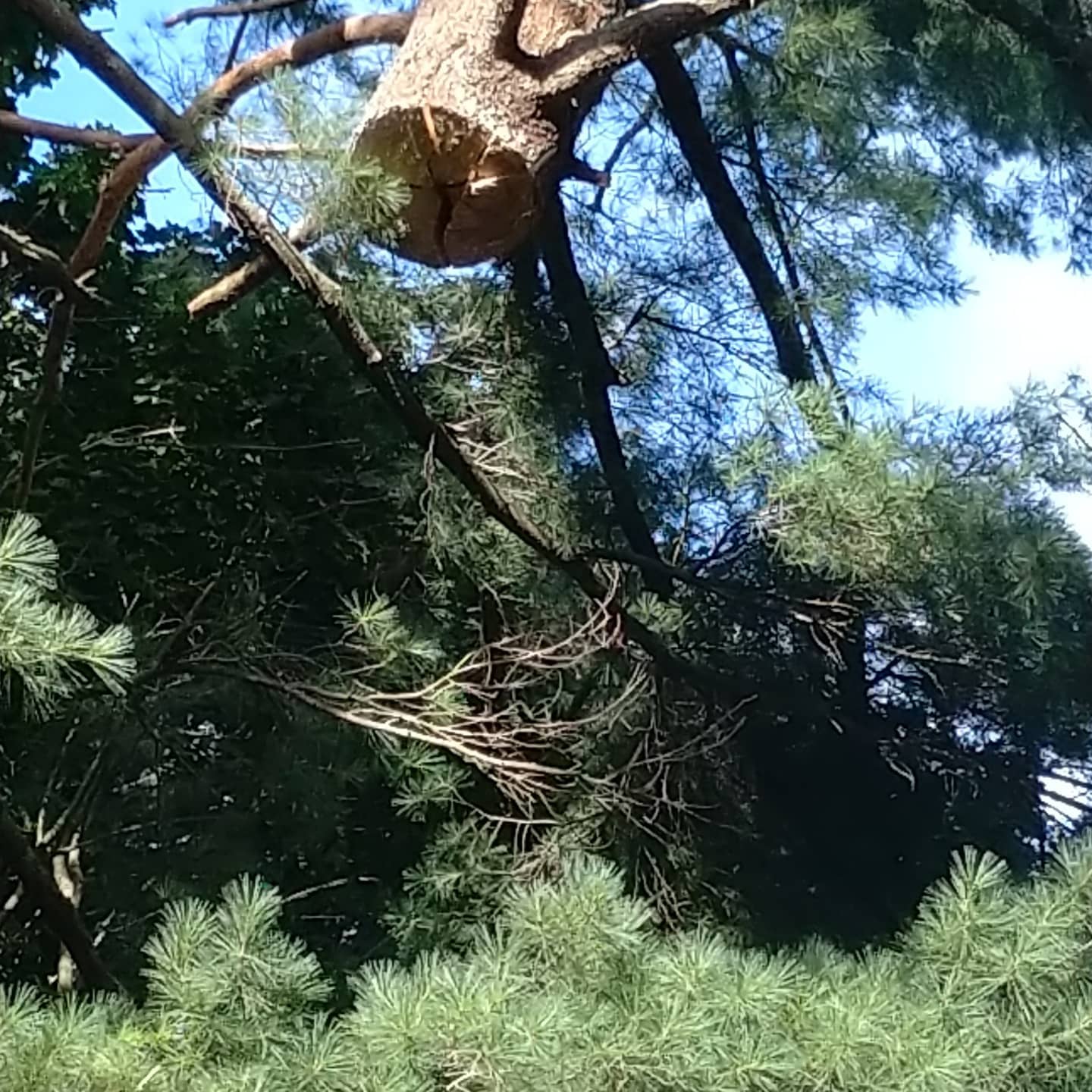 Cut branch section among pine needles