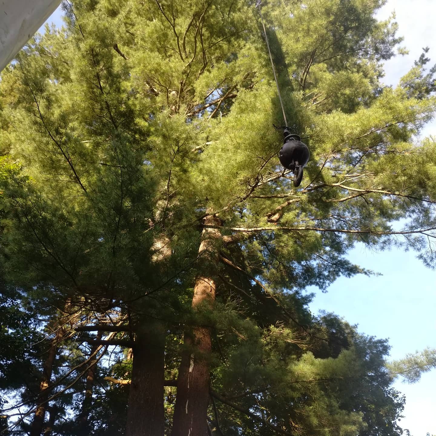 Climber positioned in dense pine branches