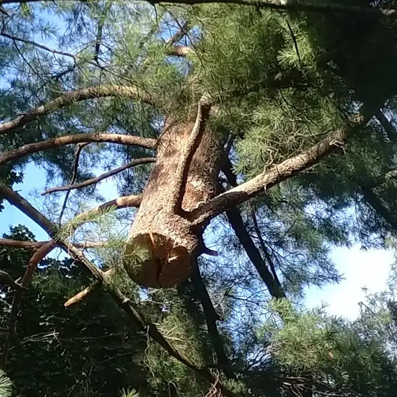 Freshly cut broken limb high in a pine canopy
