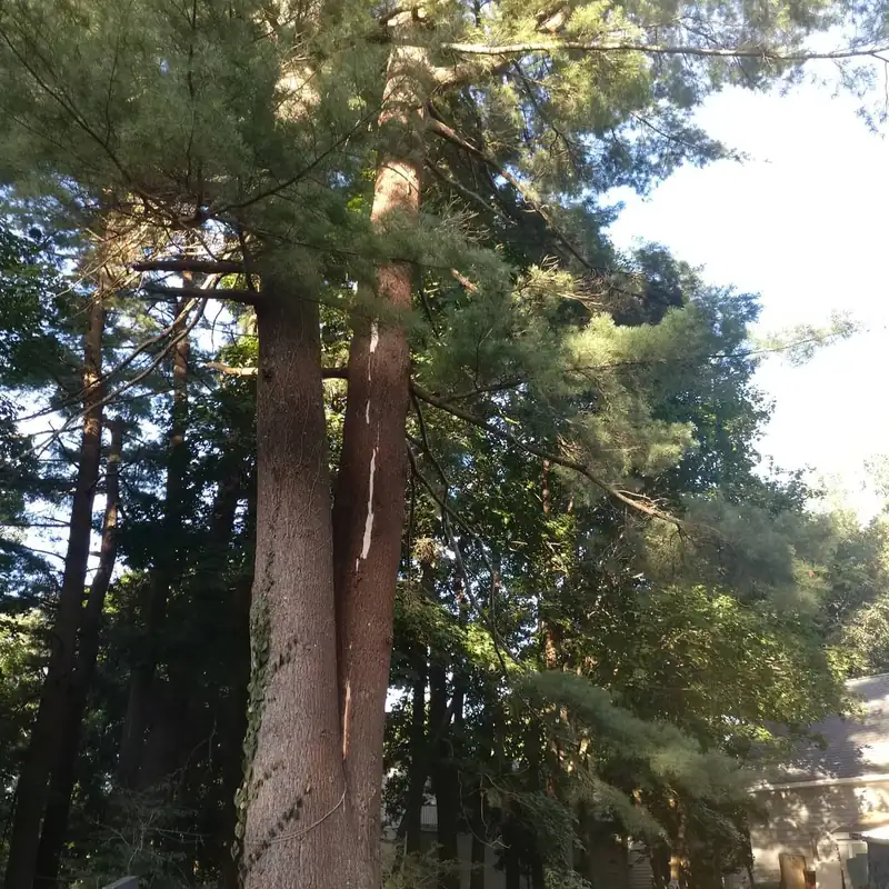 Tall pine trunks viewed from below