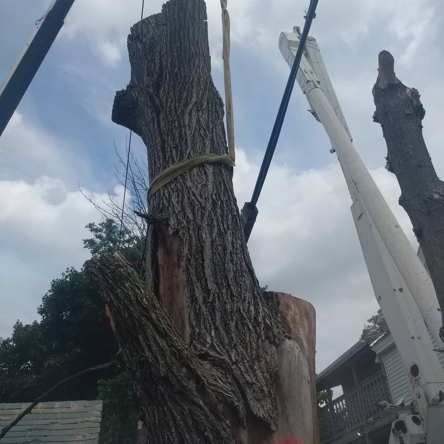 Rigged tree trunk beside a crane boom
