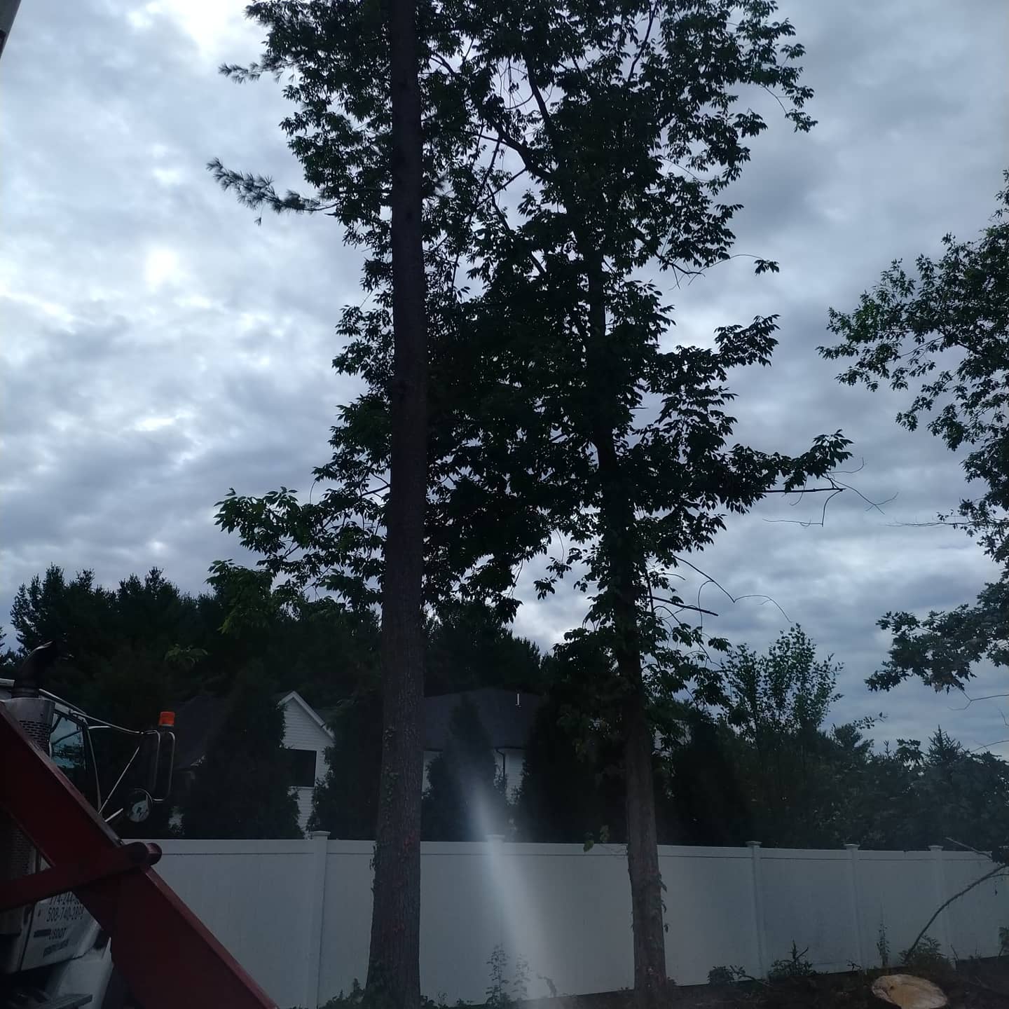 Tall tree before sectional removal