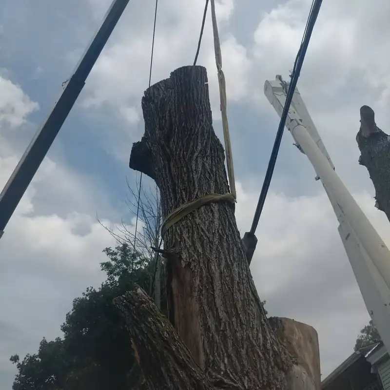 Large trunk section secured for crane removal