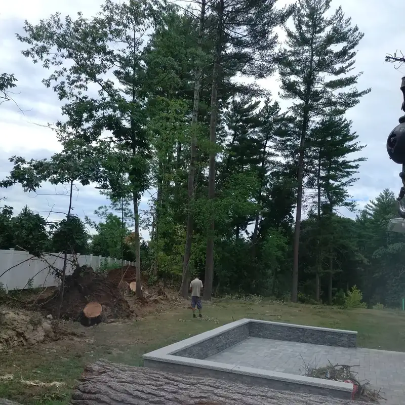 Removal area beside a pool after trunk sectioning