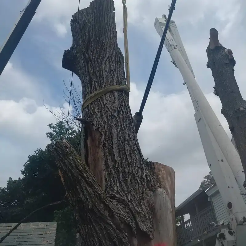 Rigged tree trunk beside a crane boom