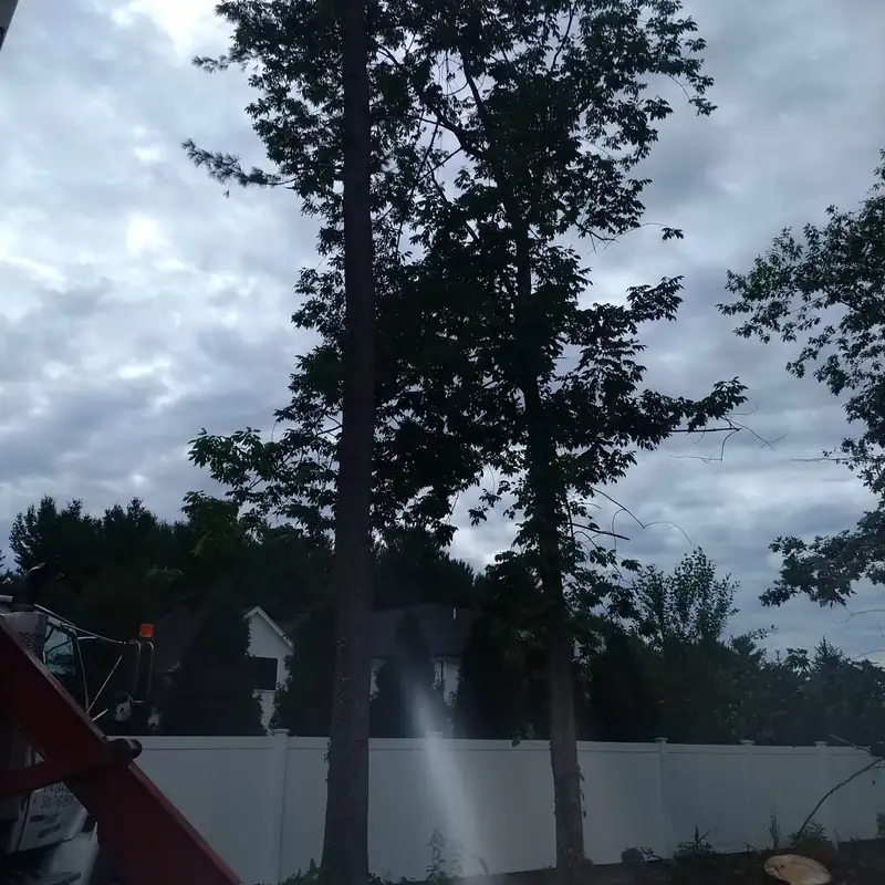 Tall tree before sectional removal