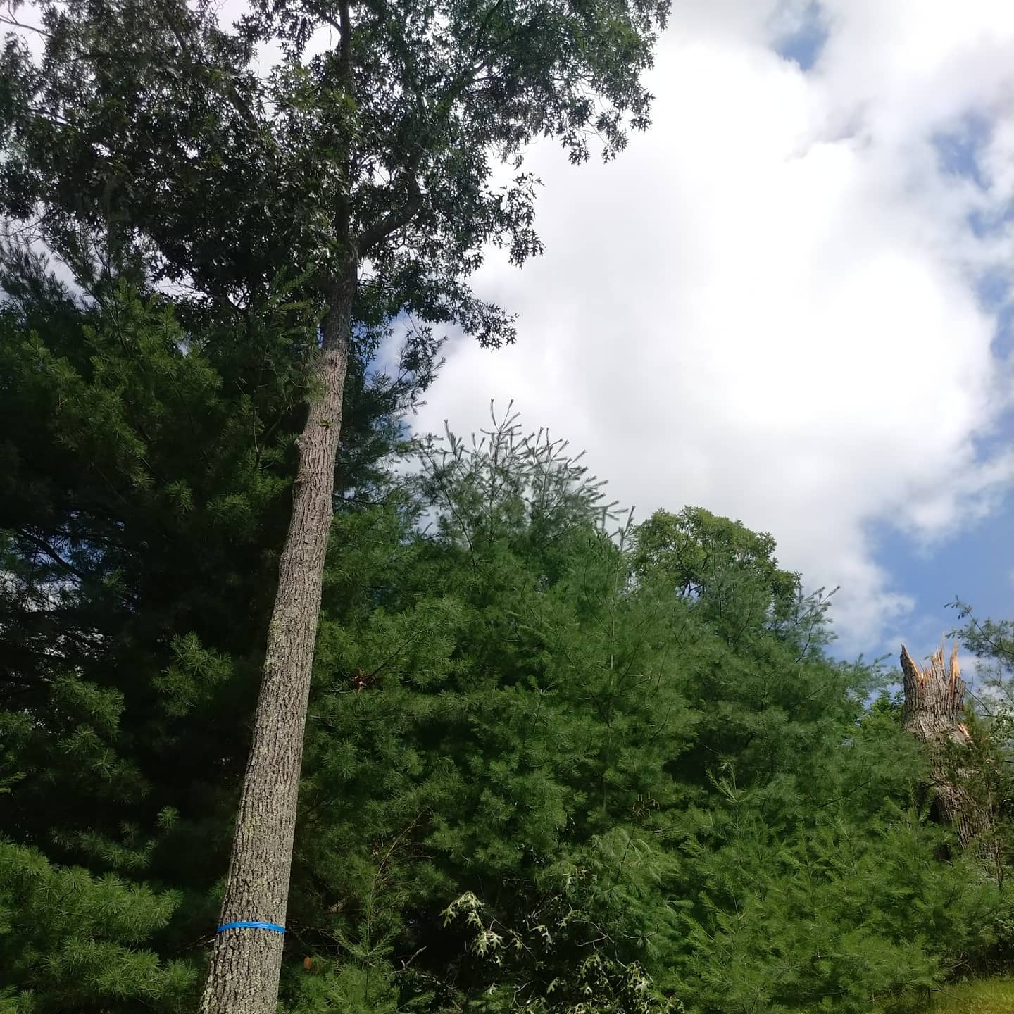 Standing tree marked for work beside dense vegetation