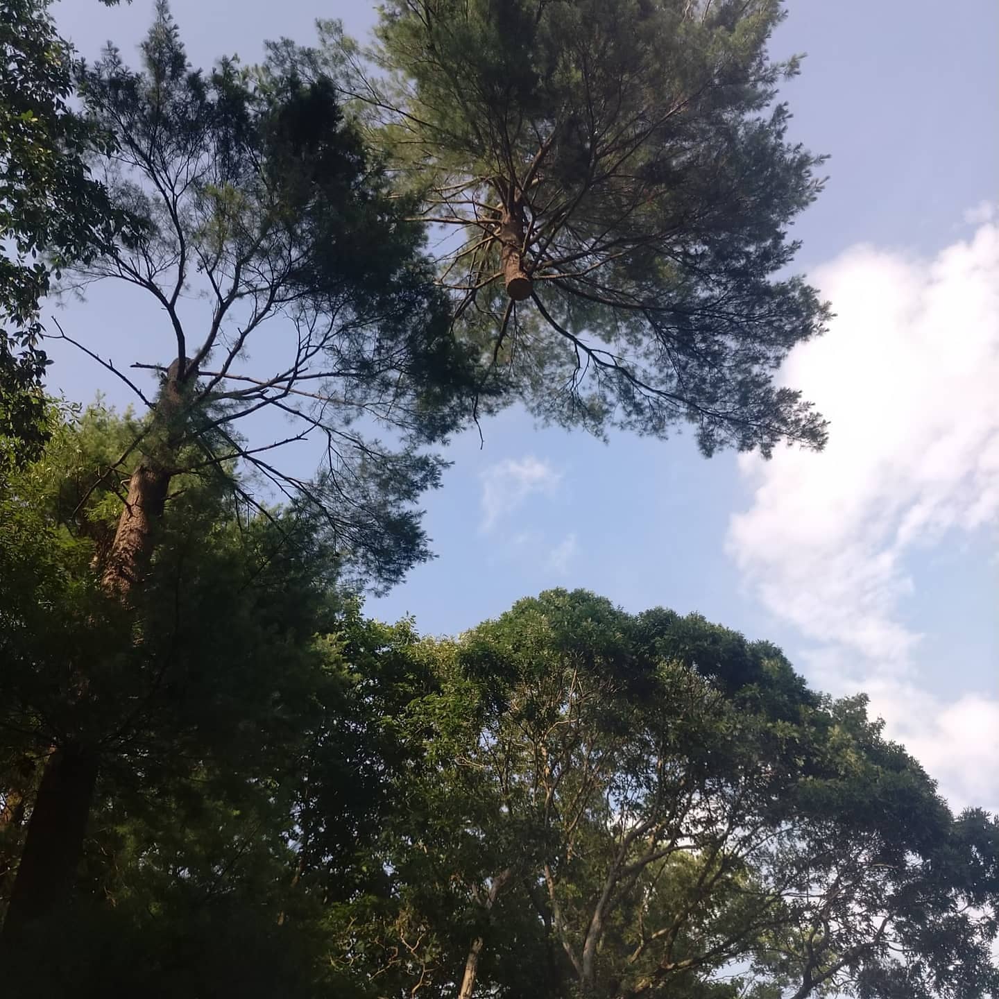 Tall pine canopy over a residential area