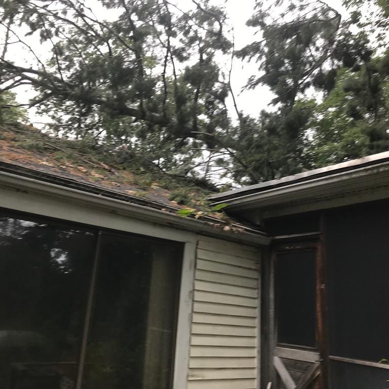Broken limbs resting on a roof edge