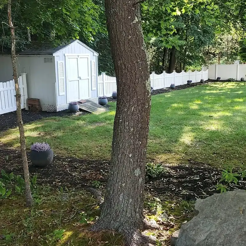 Standing tree beside a backyard shed