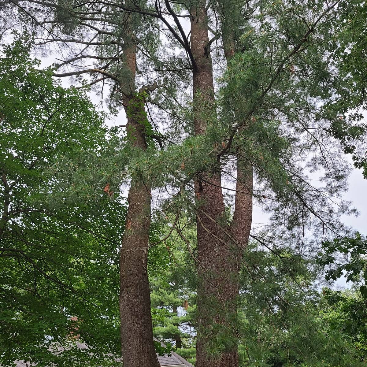 Two tall trees in a wooded residential yard