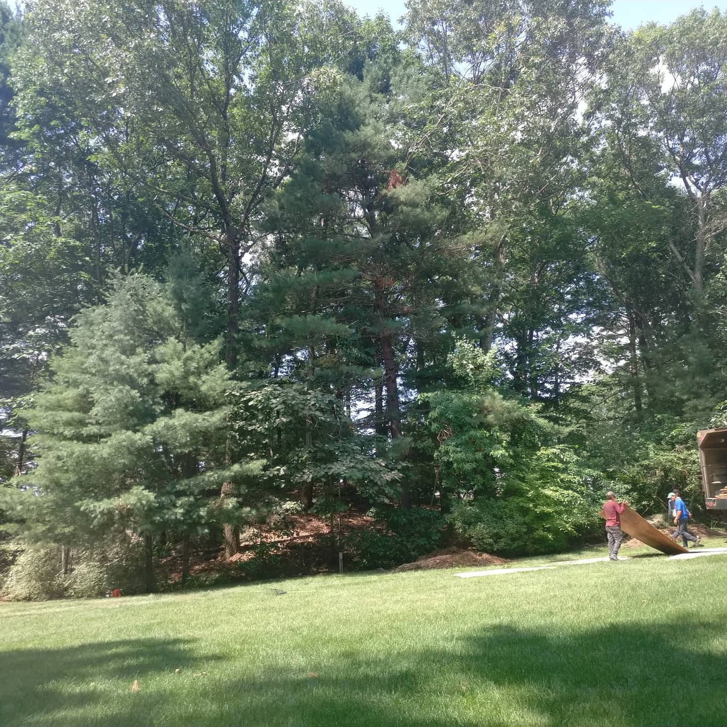 Tree work equipment positioned at the edge of a lawn