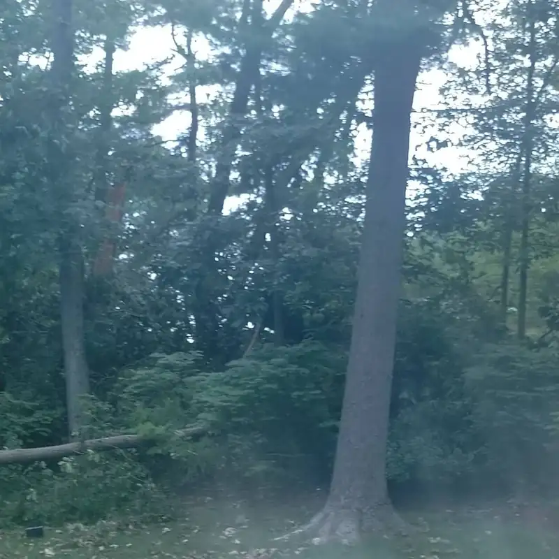 Tall tree trunk viewed from inside a vehicle