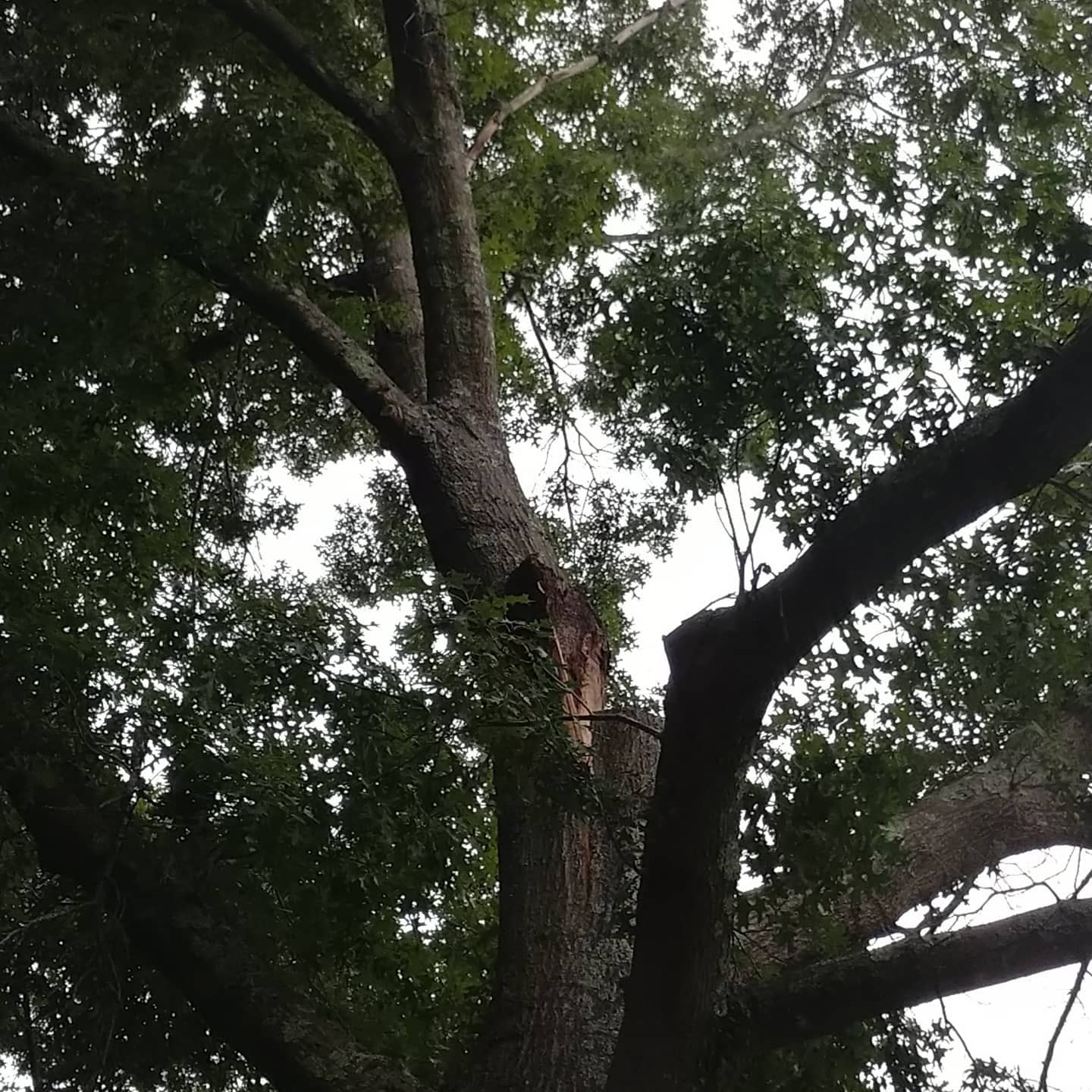 Worker visible high in a broad canopy