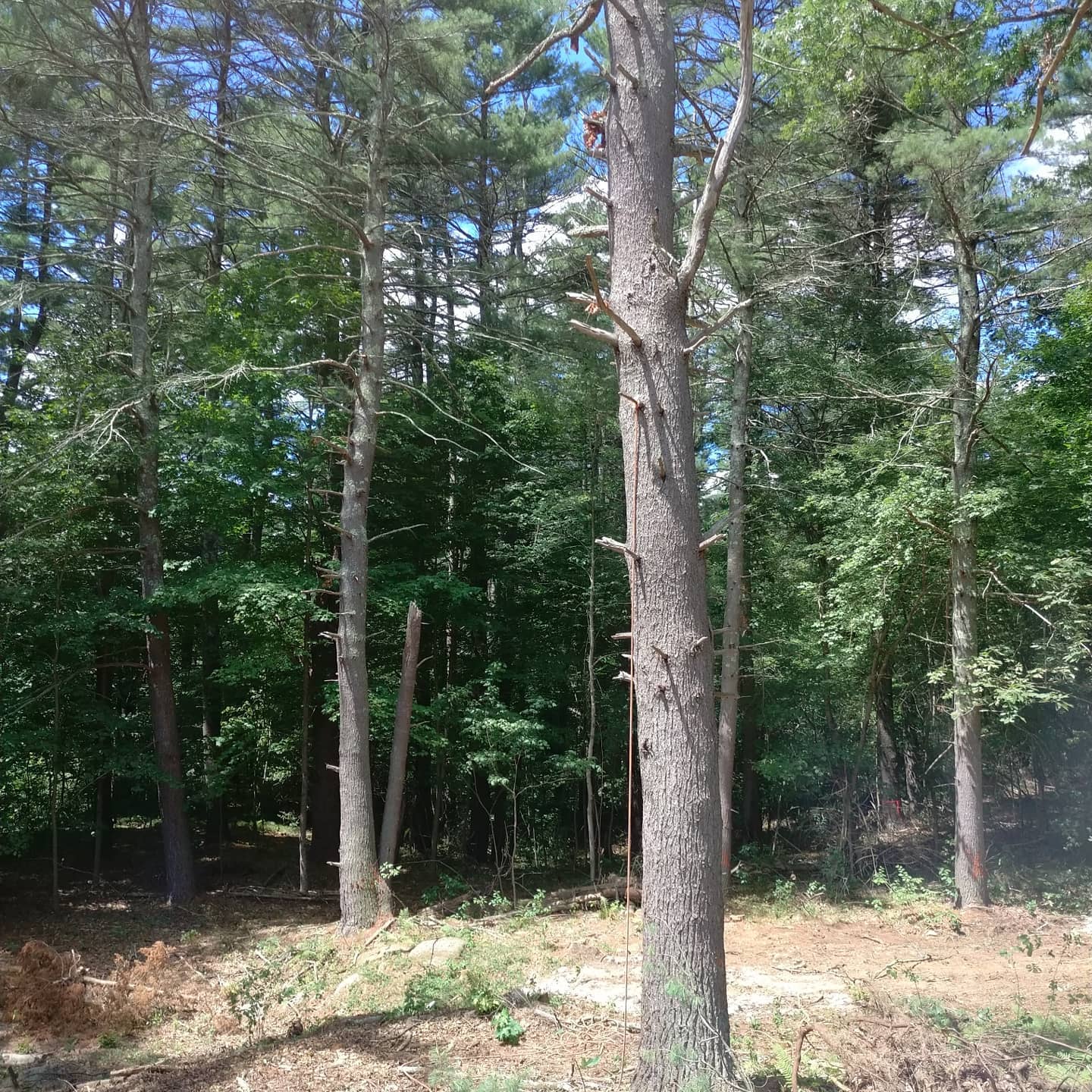 Tall pine trunks on a recently cleared slope