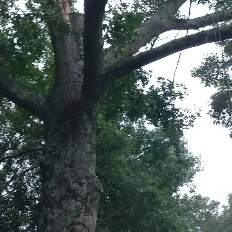 Large trunk and branches over a residential roof