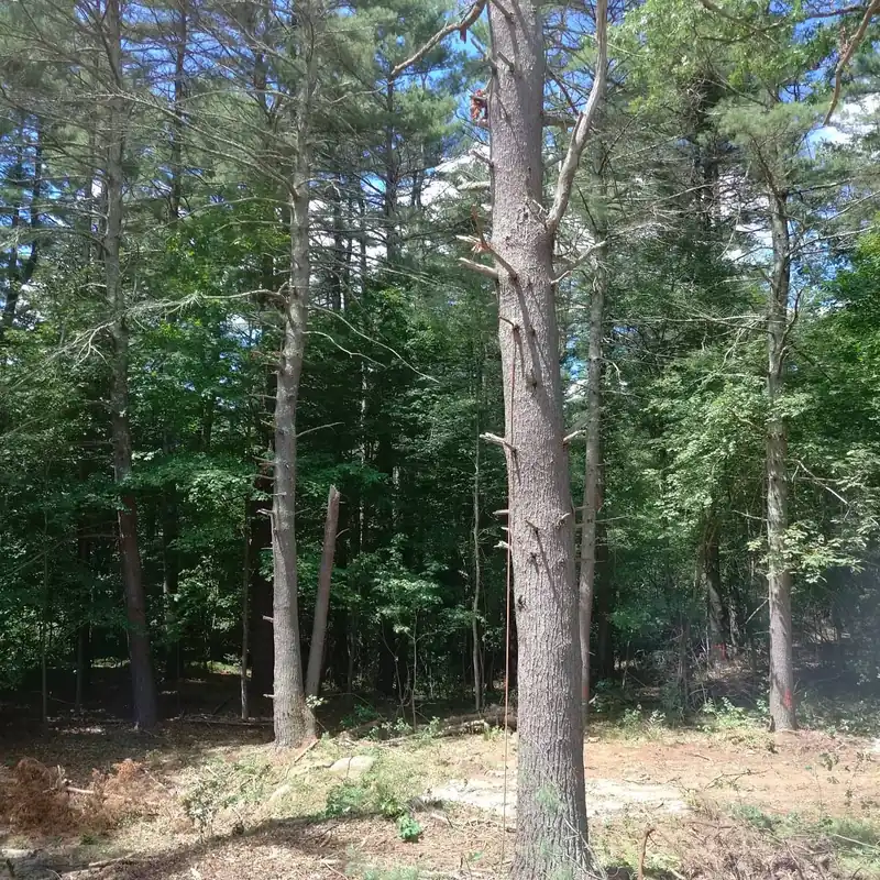 Tall pine trunks on a recently cleared slope