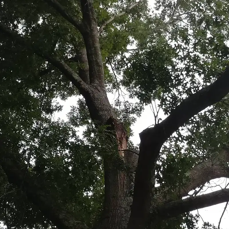 Worker visible high in a broad canopy