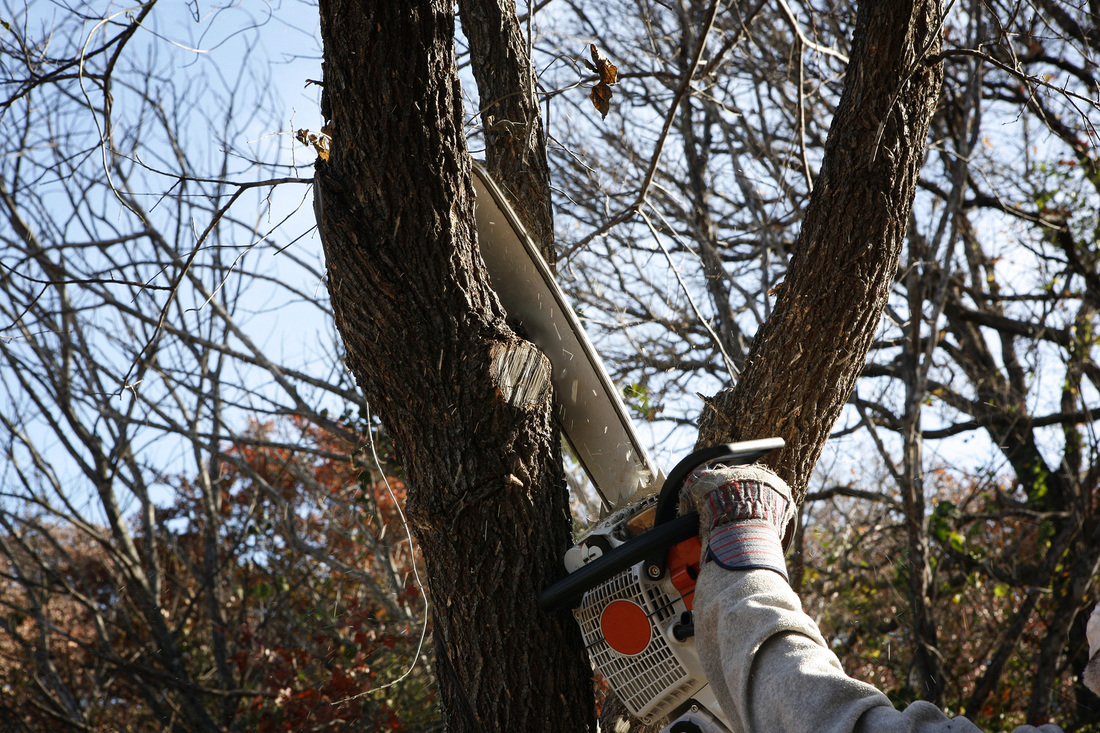 tree trimming professional tree care services in pasadena md